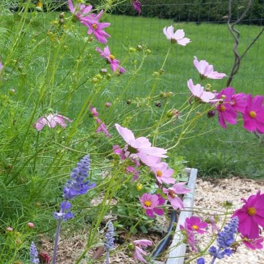 Cosmos, Sensation Mix